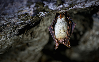 Hibernują w ziemiankach i poniemieckich schronach. Kilkaset nietoperzy zimuje w Puszczy Rominckiej Hibernują w ziemiankach i poniemieckich schronach. Kilkaset nietoperzy zimuje w Puszczy Rominckiej